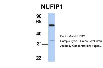NUFIP1 Rabbit Polyclonal Antibody