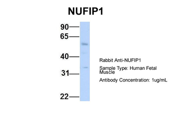NUFIP1 Rabbit Polyclonal Antibody