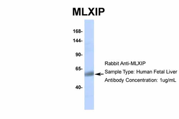 MLXIP Rabbit Polyclonal Antibody