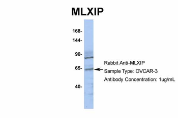 MLXIP Rabbit Polyclonal Antibody