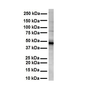 NR1I2 Rabbit Polyclonal Antibody