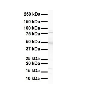 NR1I2 Rabbit Polyclonal Antibody