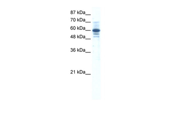 ZNF276 Rabbit Polyclonal Antibody