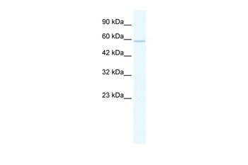 ZNF276 Rabbit Polyclonal Antibody