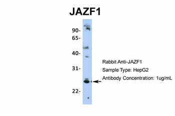 JAZF1 Rabbit Polyclonal Antibody