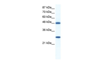 BAT1 Rabbit Polyclonal Antibody