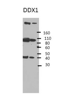DDX1 Rabbit Polyclonal Antibody