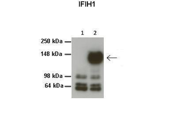 IFIH1 Rabbit Polyclonal Antibody