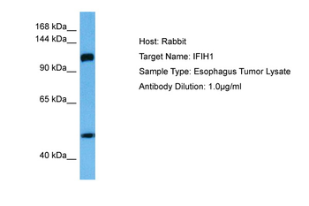 IFIH1 Rabbit Polyclonal Antibody