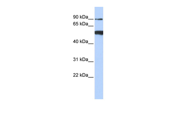 DDX50 Rabbit Polyclonal Antibody