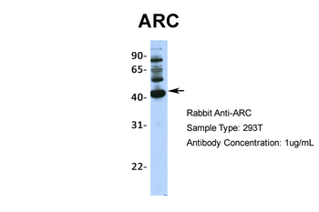 ARC Rabbit Polyclonal Antibody