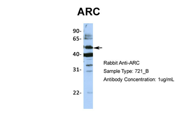 ARC Rabbit Polyclonal Antibody