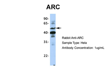 ARC Rabbit Polyclonal Antibody