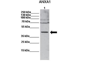 ANXA1 Rabbit Polyclonal Antibody