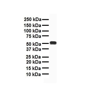 CHRNA7 Rabbit Polyclonal Antibody