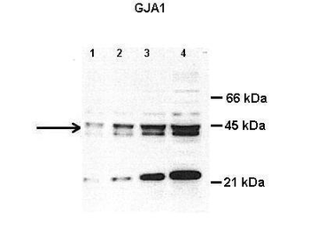 GJA1 Rabbit Polyclonal Antibody