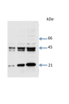GJA1 Rabbit Polyclonal Antibody