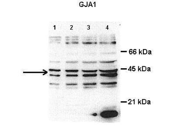 GJA1 Rabbit Polyclonal Antibody