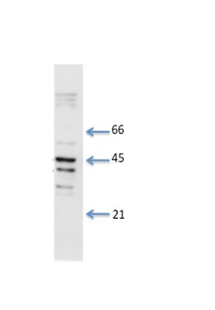 GJA1 Rabbit Polyclonal Antibody