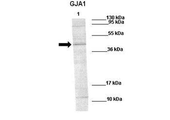 GJA1 Rabbit Polyclonal Antibody