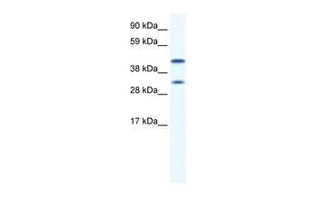 GJA1 Rabbit Polyclonal Antibody