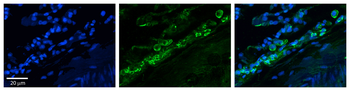 GJA4 Rabbit Polyclonal Antibody