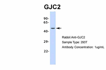 GJC2 Rabbit Polyclonal Antibody