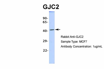 GJC2 Rabbit Polyclonal Antibody