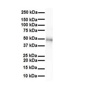 GJC2 Rabbit Polyclonal Antibody