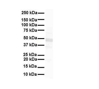 GJC2 Rabbit Polyclonal Antibody