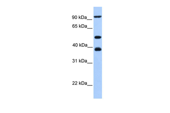 MCM3 Rabbit Polyclonal Antibody