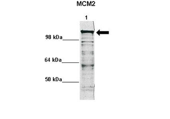 MCM2 Rabbit Polyclonal Antibody