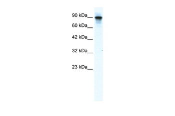 MCM2 Rabbit Polyclonal Antibody