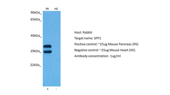 SPP1 Rabbit Polyclonal Antibody
