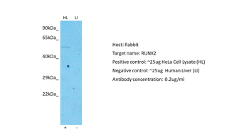 RUNX2 Rabbit Polyclonal Antibody