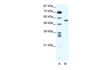 RUNX2 Rabbit Polyclonal Antibody