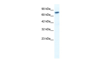 RUNX2 Rabbit Polyclonal Antibody