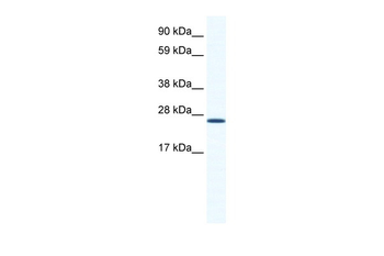 ARNTL Rabbit Polyclonal Antibody