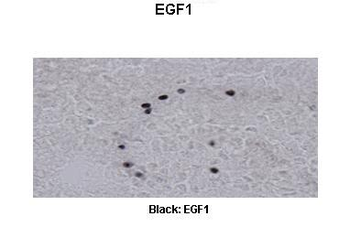 EGR1 Rabbit Polyclonal Antibody