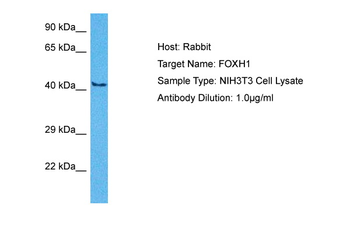 FOXH1 Rabbit Polyclonal Antibody