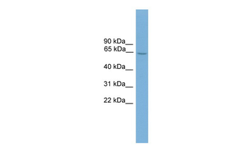 Hsf2 Rabbit Polyclonal Antibody