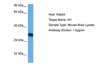 Irf1 Rabbit Polyclonal Antibody