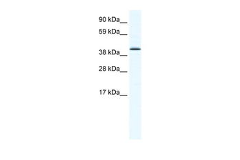 SOX7 Rabbit Polyclonal Antibody