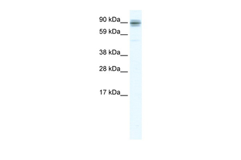SP1 Rabbit Polyclonal Antibody
