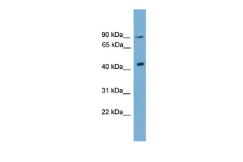 Dmrt1 Rabbit Polyclonal Antibody