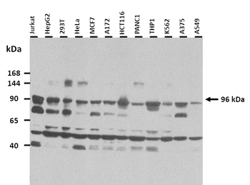 Atp6v0a1 Rabbit Polyclonal Antibody