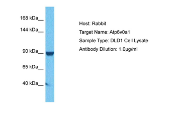 Atp6v0a1 Rabbit Polyclonal Antibody