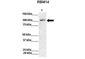 RBM14 Rabbit Polyclonal Antibody