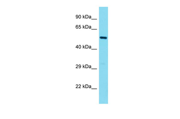 Foxp3 Rabbit Polyclonal Antibody