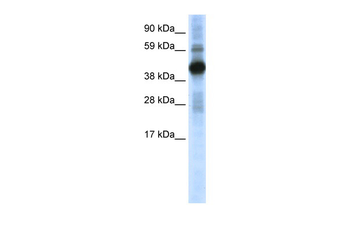 CREB1 Rabbit Polyclonal Antibody
